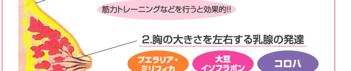 ���eBODY�ȃo�X�g�̕K�p�v�f